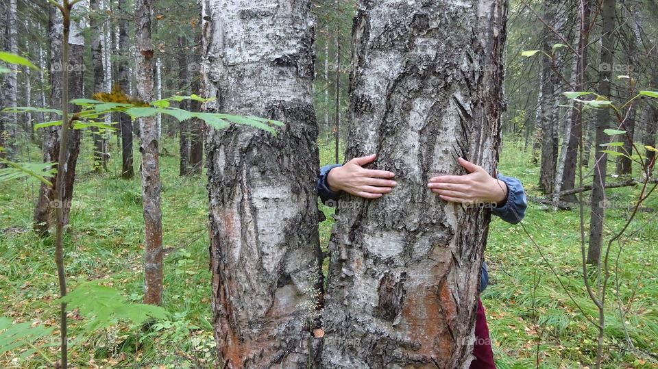 white broad birch does not clasp hands trunk