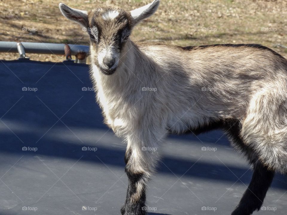 RyAnn the baby goat
