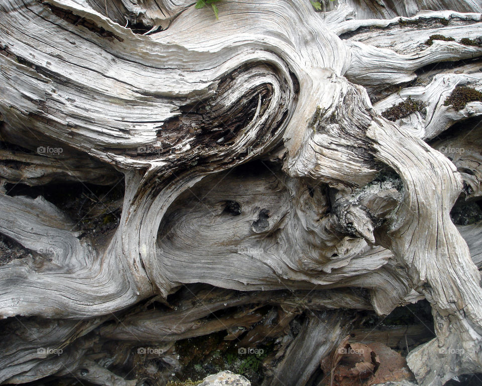 Petrified Wood