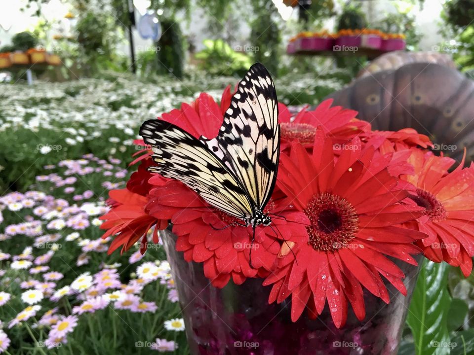 Butterfly on a flower