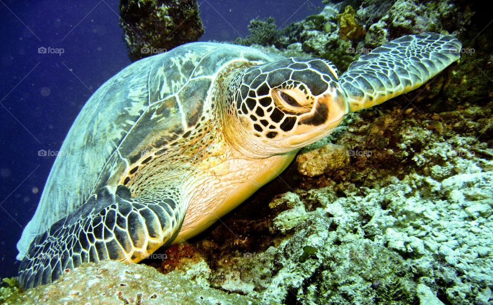 Sea turtle swimming