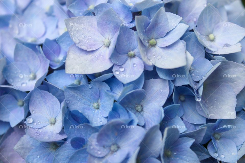 Hydrangea 