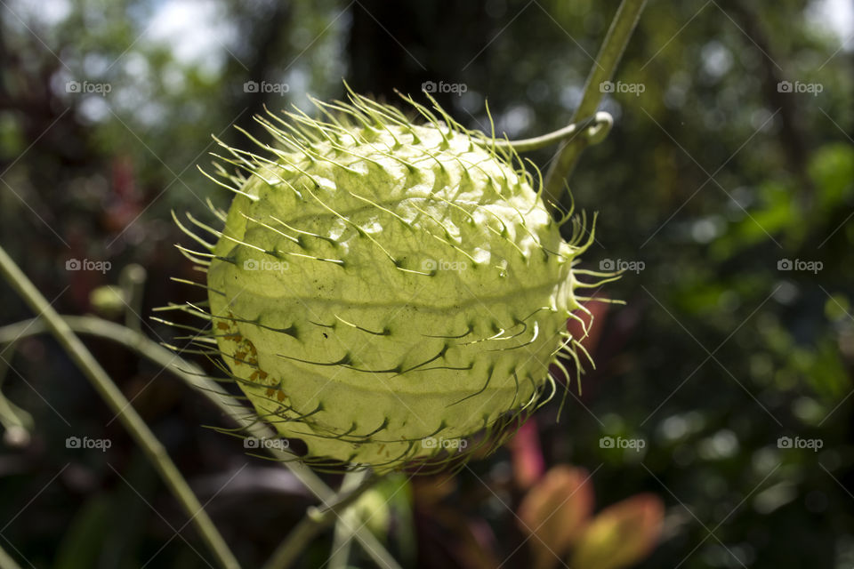 Wild plant with thorns