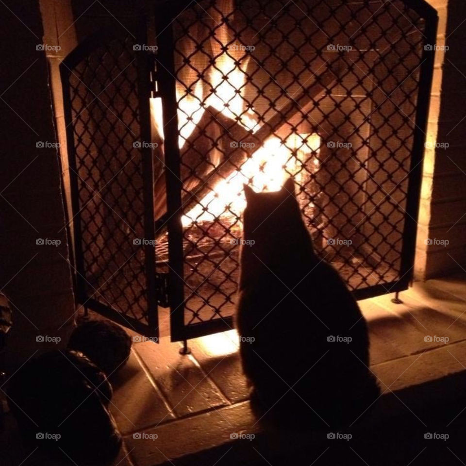 Fireplace Cat
