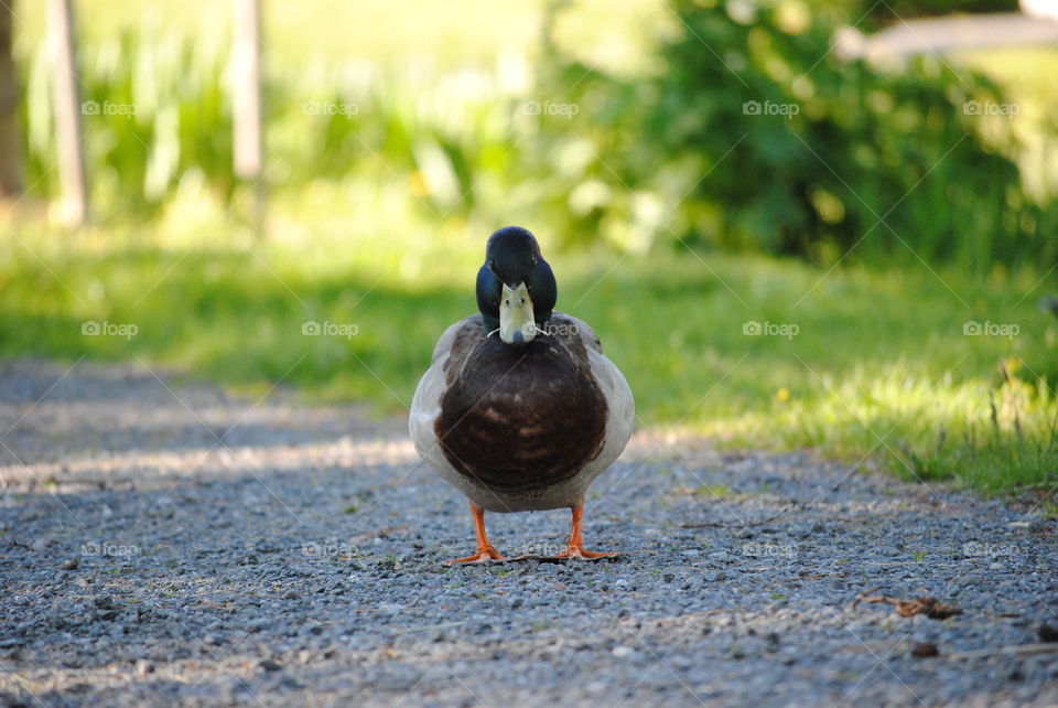 Mallard