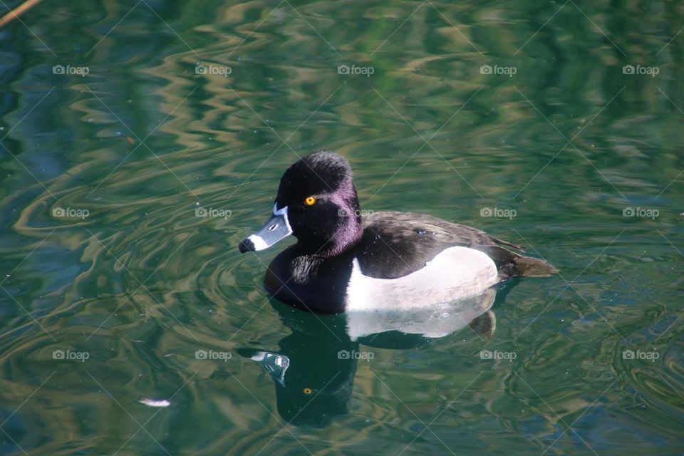 Ring-necked Duck in the Lake