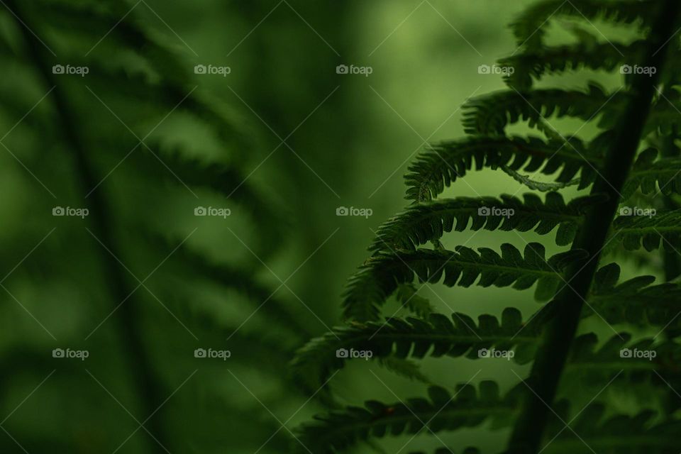 Green fern leaves 