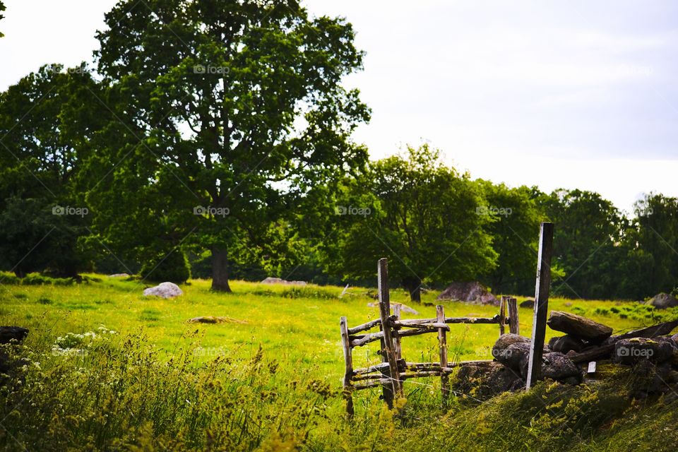 Field. Field with old fence