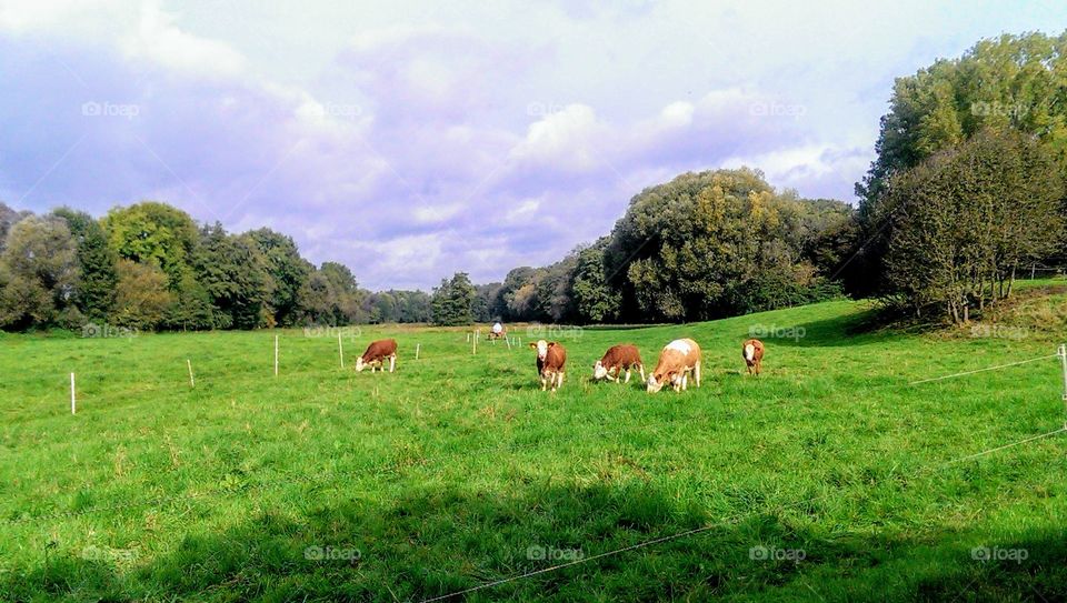 Grass, Rural, Agriculture, Pasture, Countryside