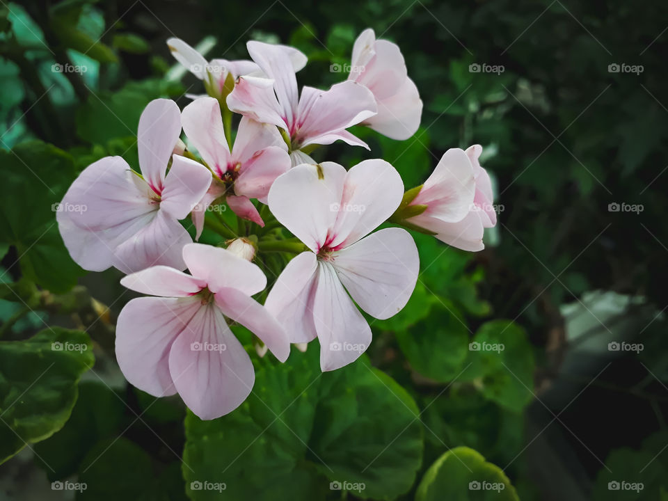 Selective focus shot of pink Geranium. Summertime bloom adding to the beauty of nature.