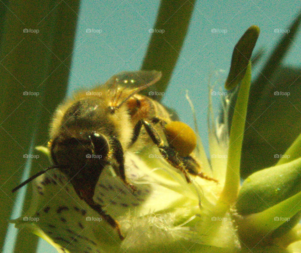 bee full pf pollen like butt nags for the legs onyellow desert bloom arizona sky island sonora