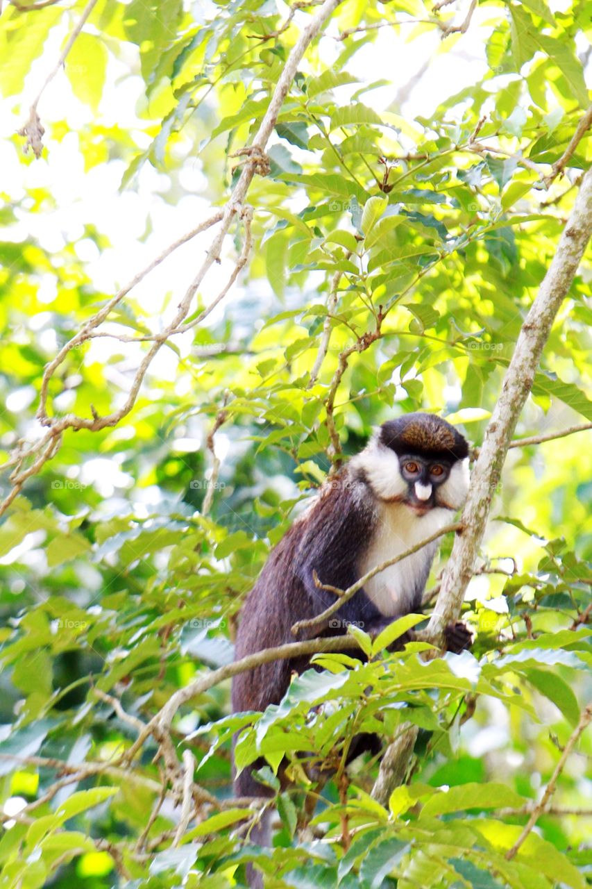 Red tailed monkey

