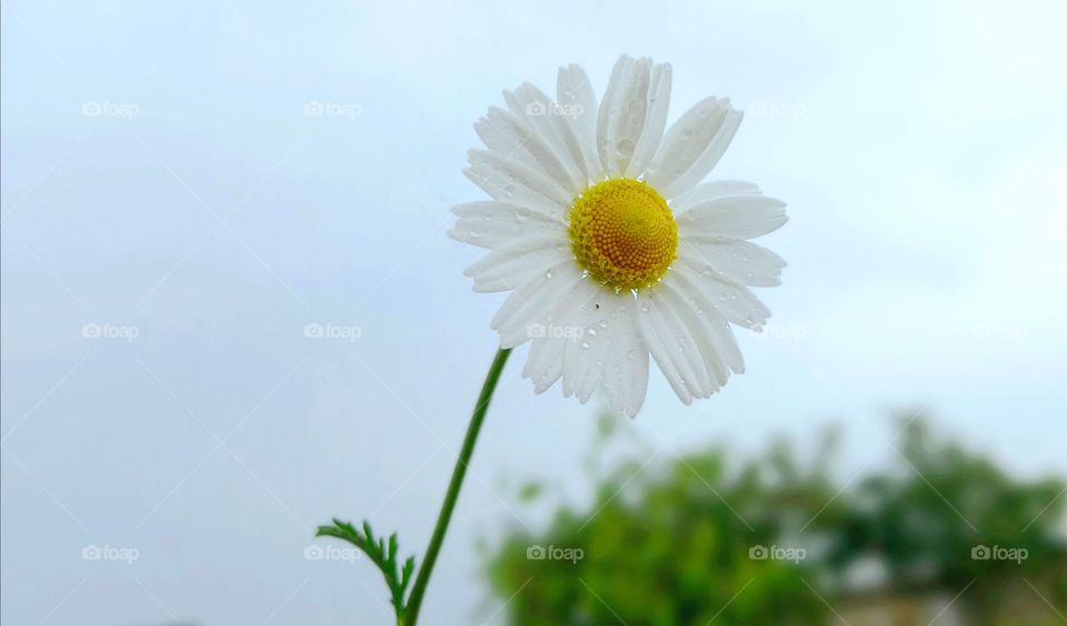 chamomile with raindrops