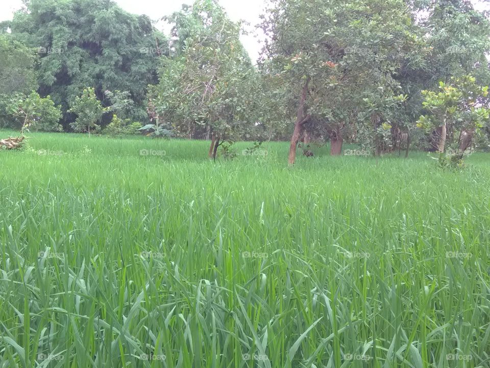 This is the farm that is the best place for the rest.