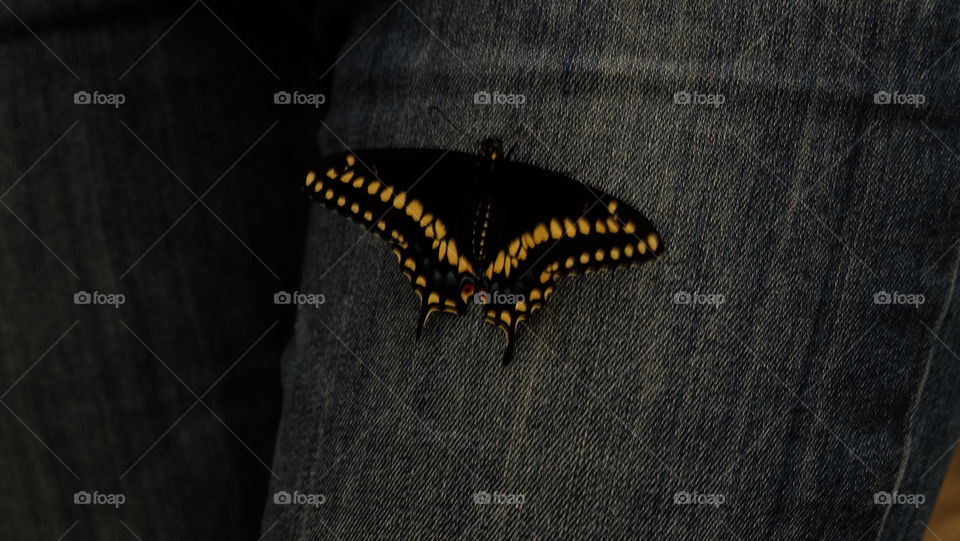 Butterfly on me jean