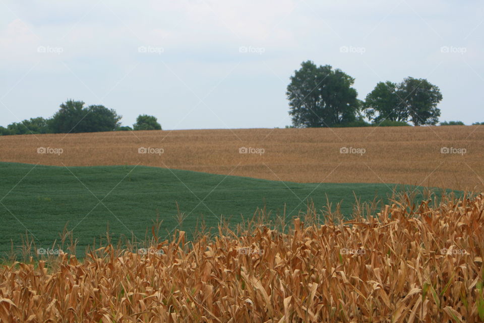 August Field. Country field in late August. 