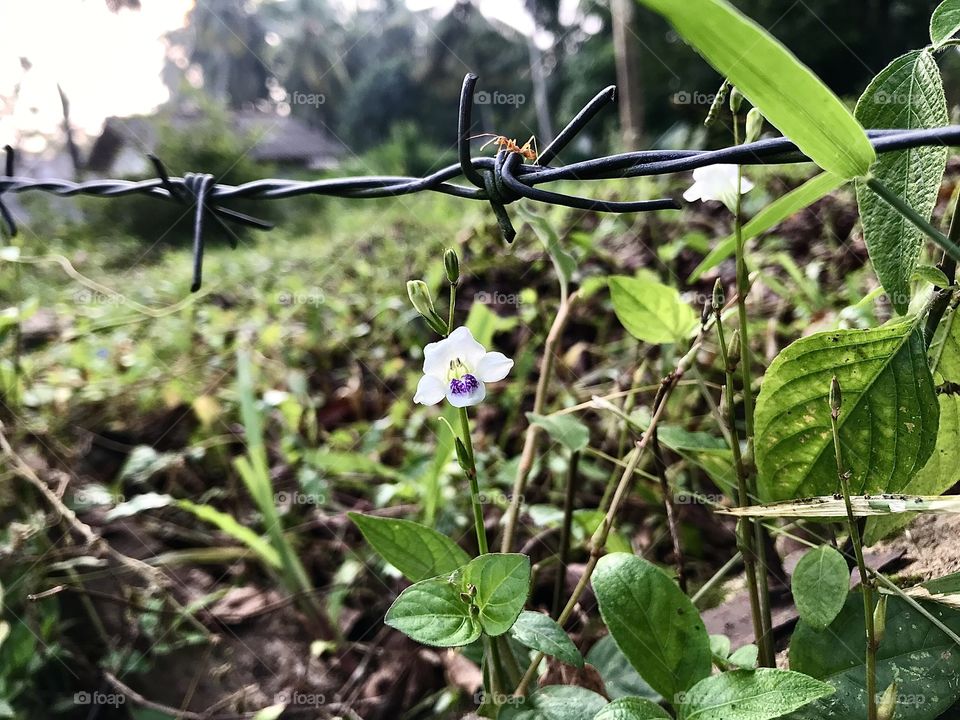 Flower by the Road...