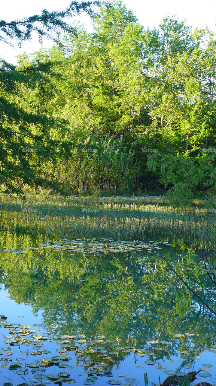 River vegetation