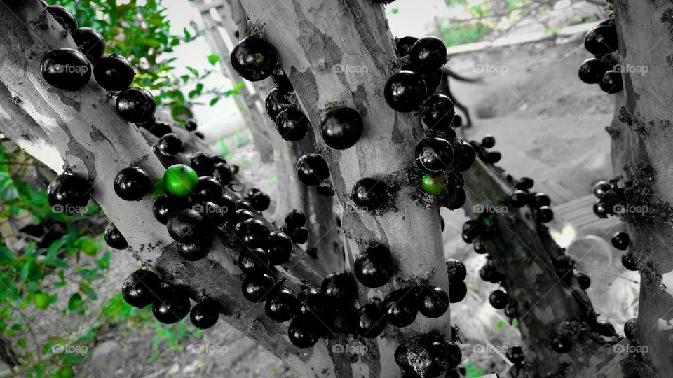 Background de frutos da jabuticabeira.