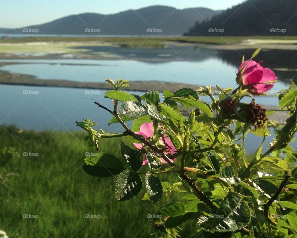 Roses on the beach
