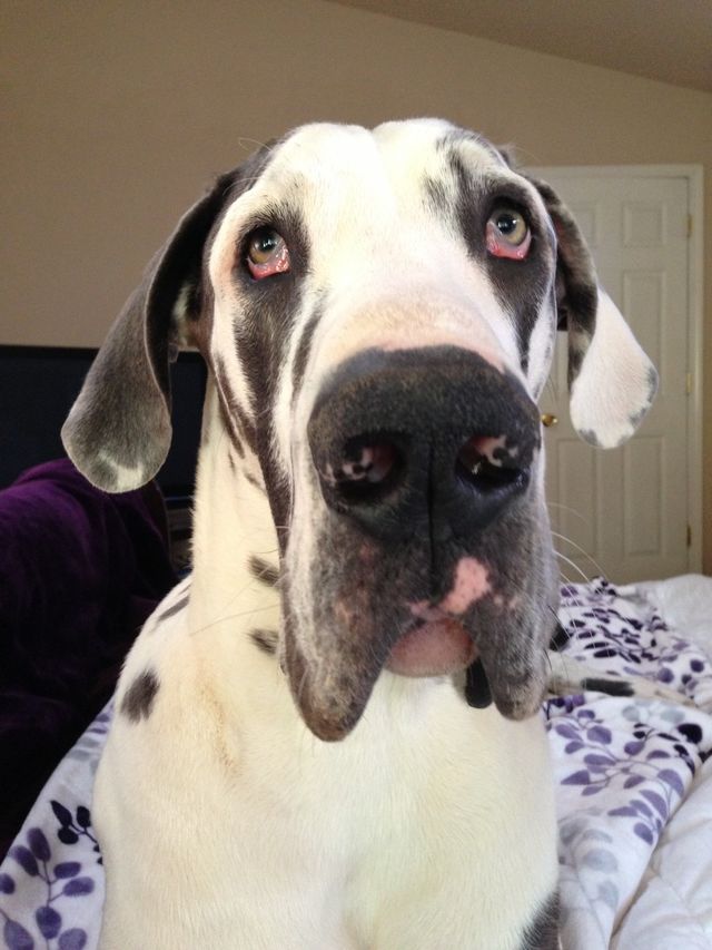 Greasy Dane 