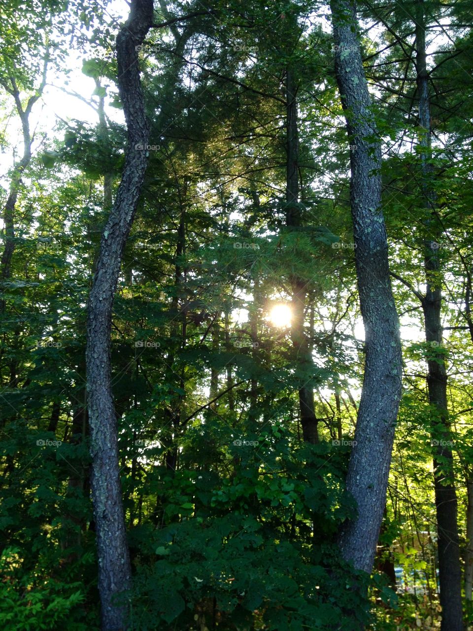 Trees framing the setting sun.