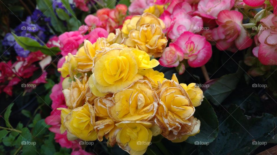 Flores naturais. Cores e tons deslumbrantes.