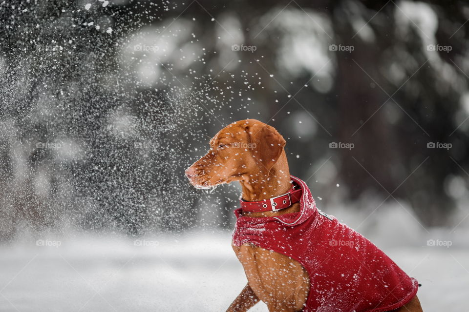 Outdoor portrait of Hungarian vyzhla dog in funny headband 