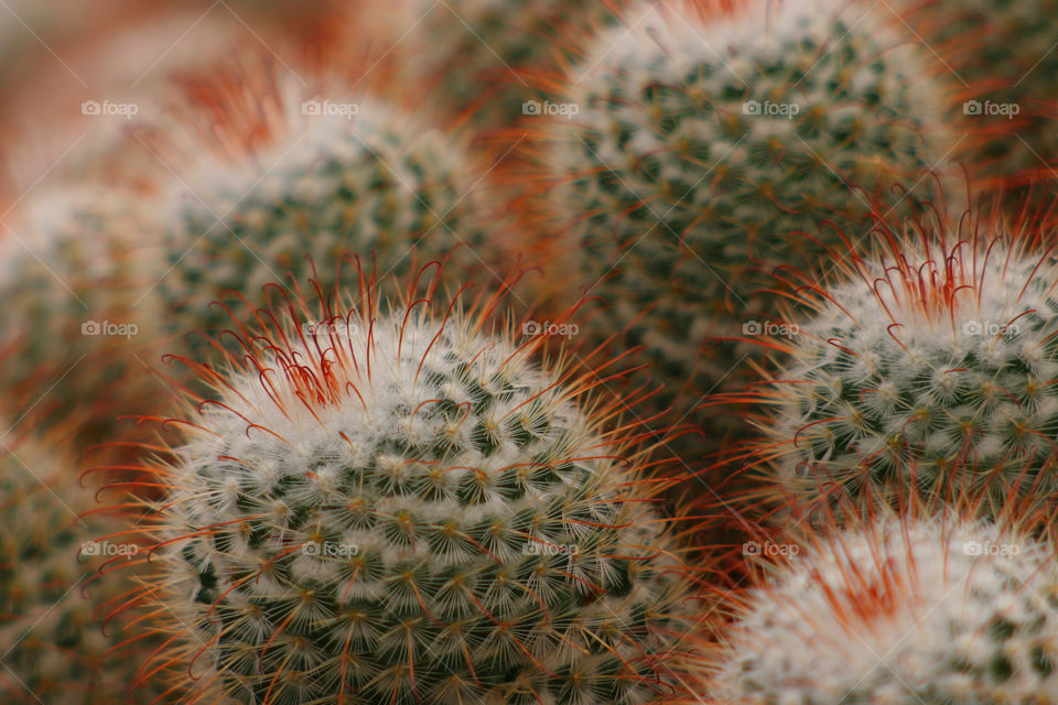 plants nature macro close by kshapley