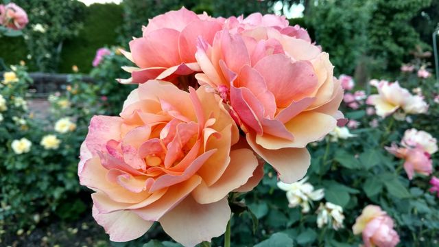 Roses