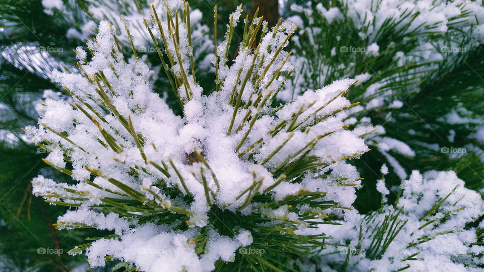 snow lies on pine branches