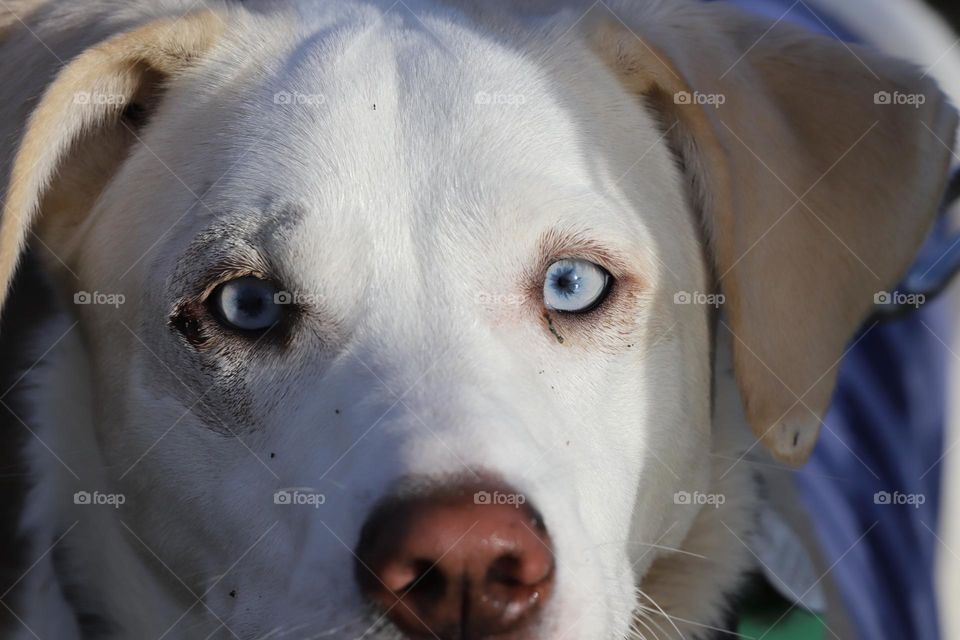 Beautiful white dog