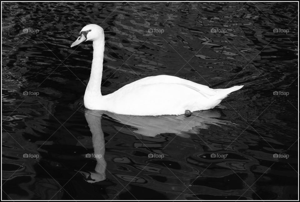 Swan swimming in water