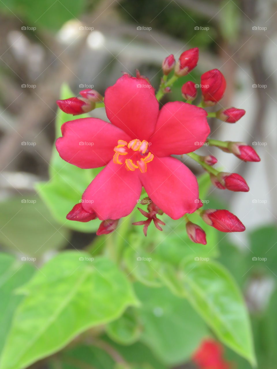 Beautiful closeup of pink flower and buds