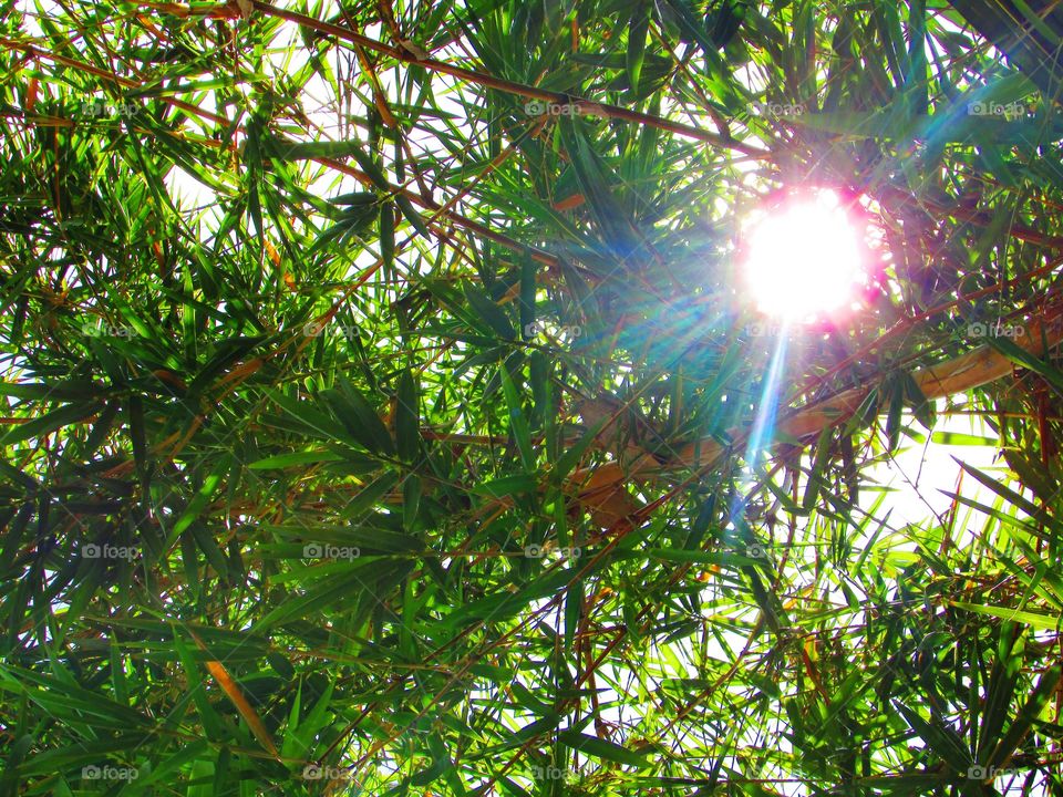 sun through bamboo leafs