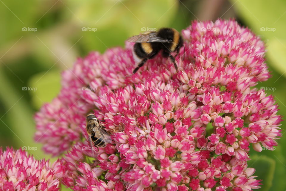 a bumbel bee collecting