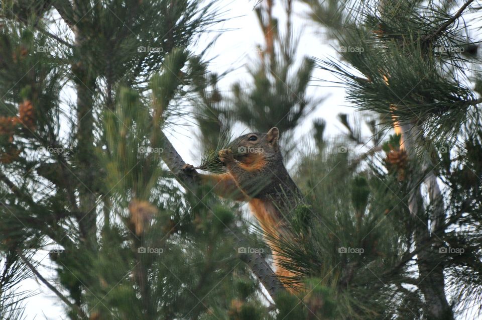 Squirrel on the tree