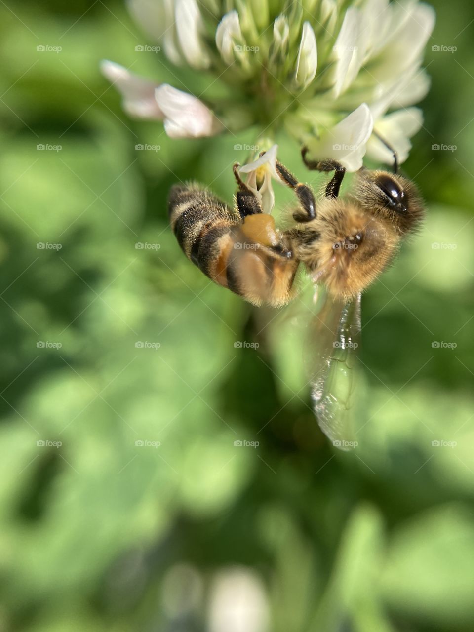 Bee on the flower 