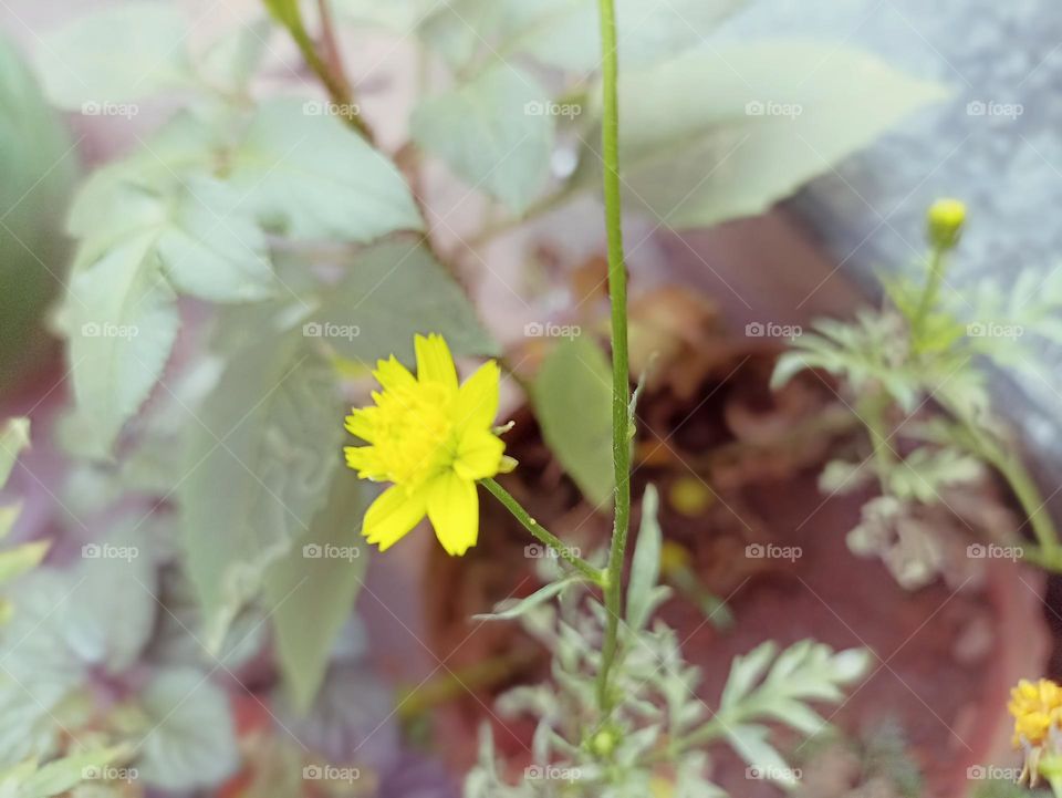 cute cosmos yellow in colour