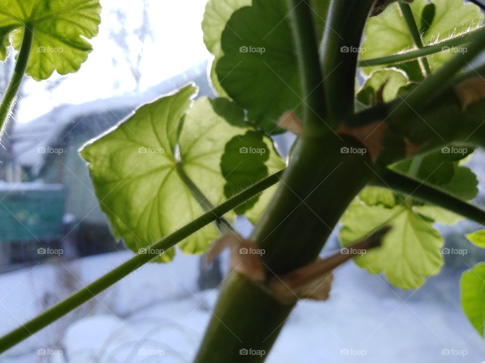 Plants tree leaves Park