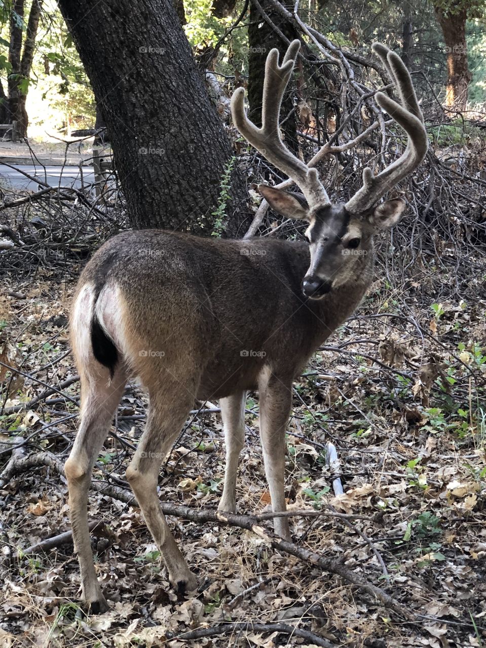 Deer in Yosemite