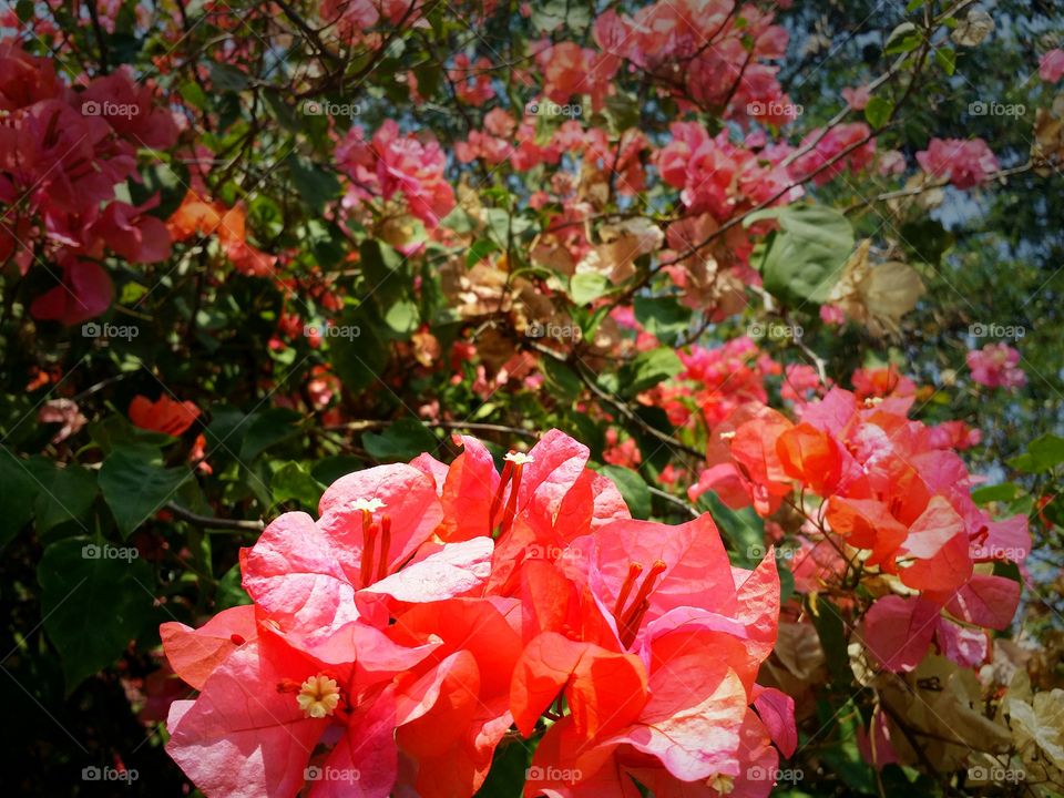 Flowers blooming in Spring season.