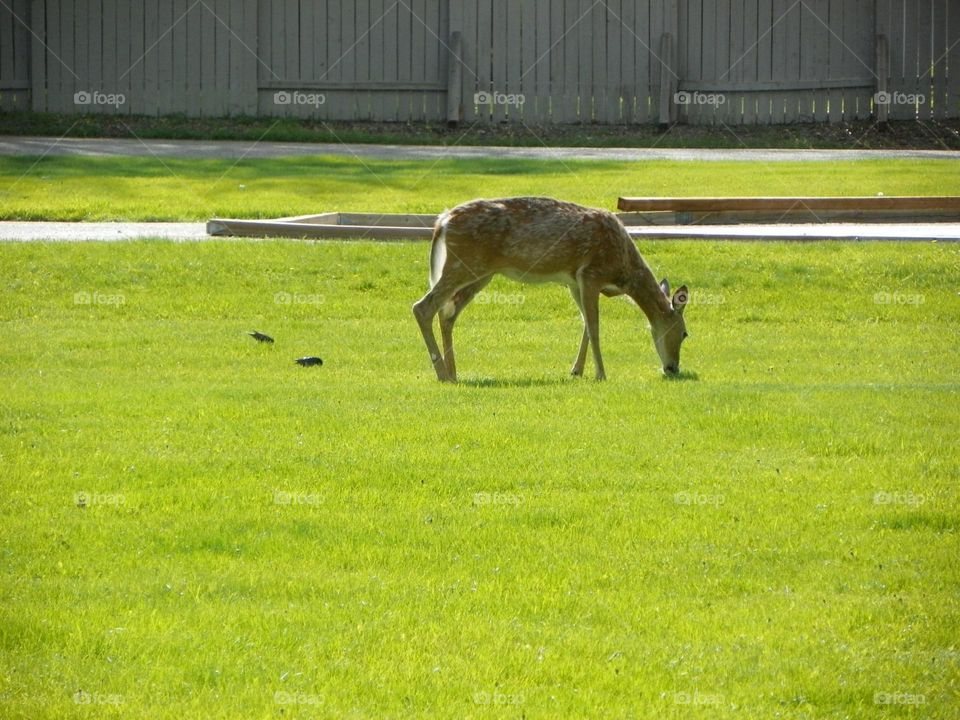 A lonely deer feeding in a local park, in Medicine Hat, Alberta, Canada 
