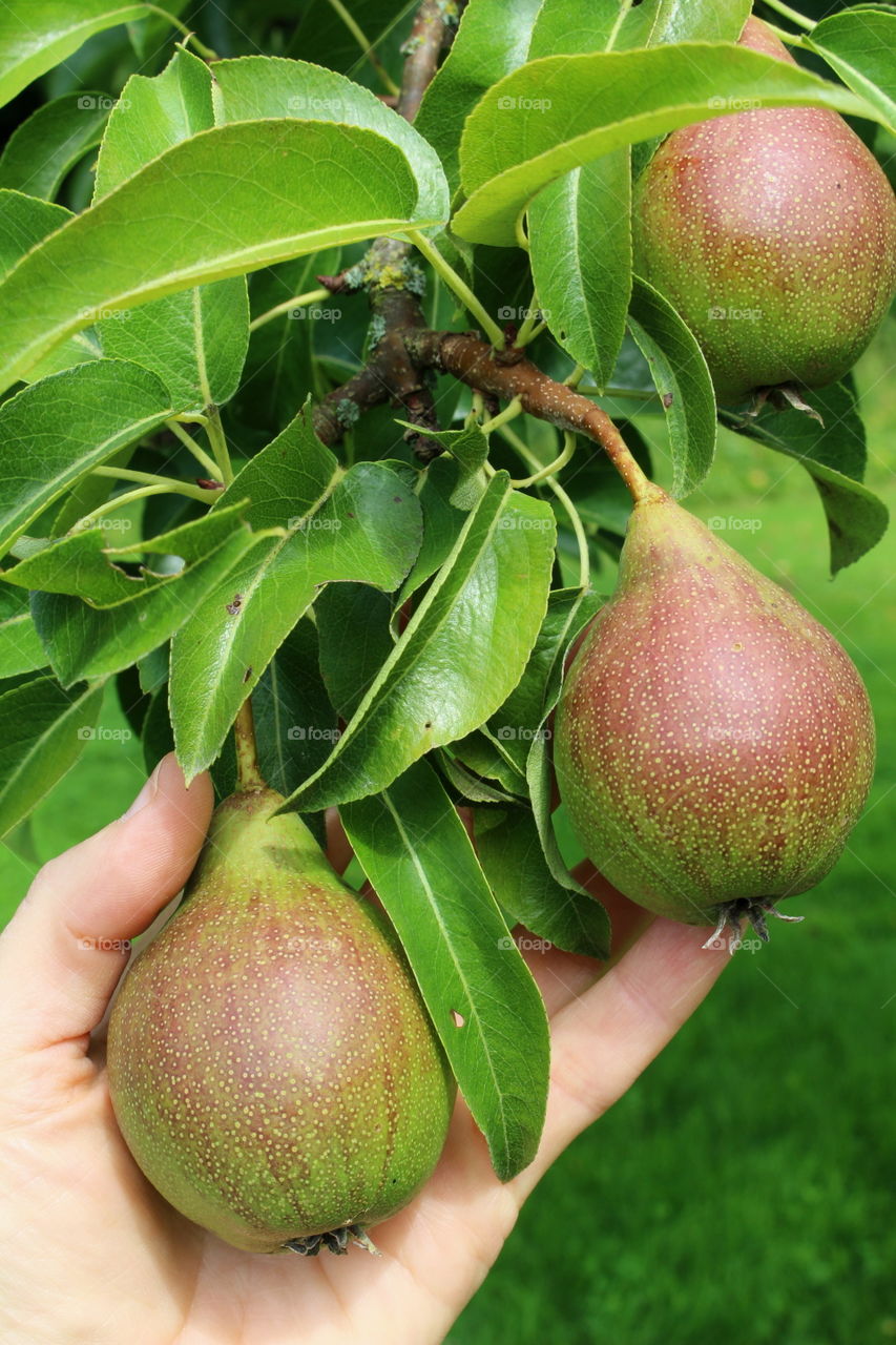 Harvest pears in the garden.