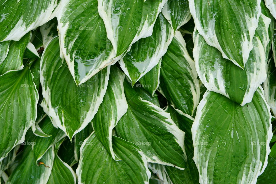 fresh green lraves after rain