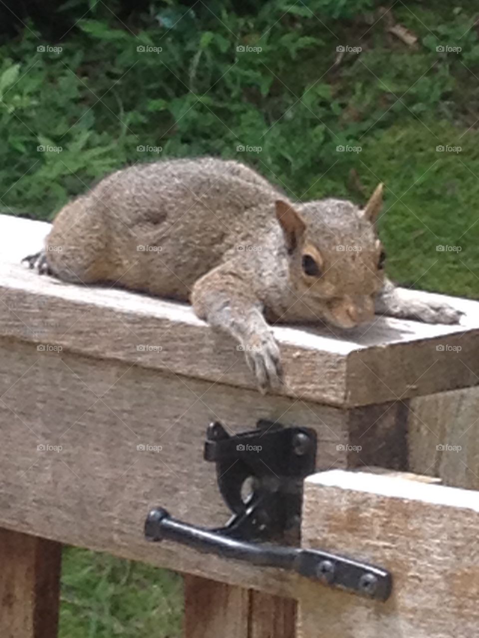 Squirrel Relaxing on Deck Rail. Squirrel Relaxing on Deck Rail -- calm animal just flopped down in front of me.