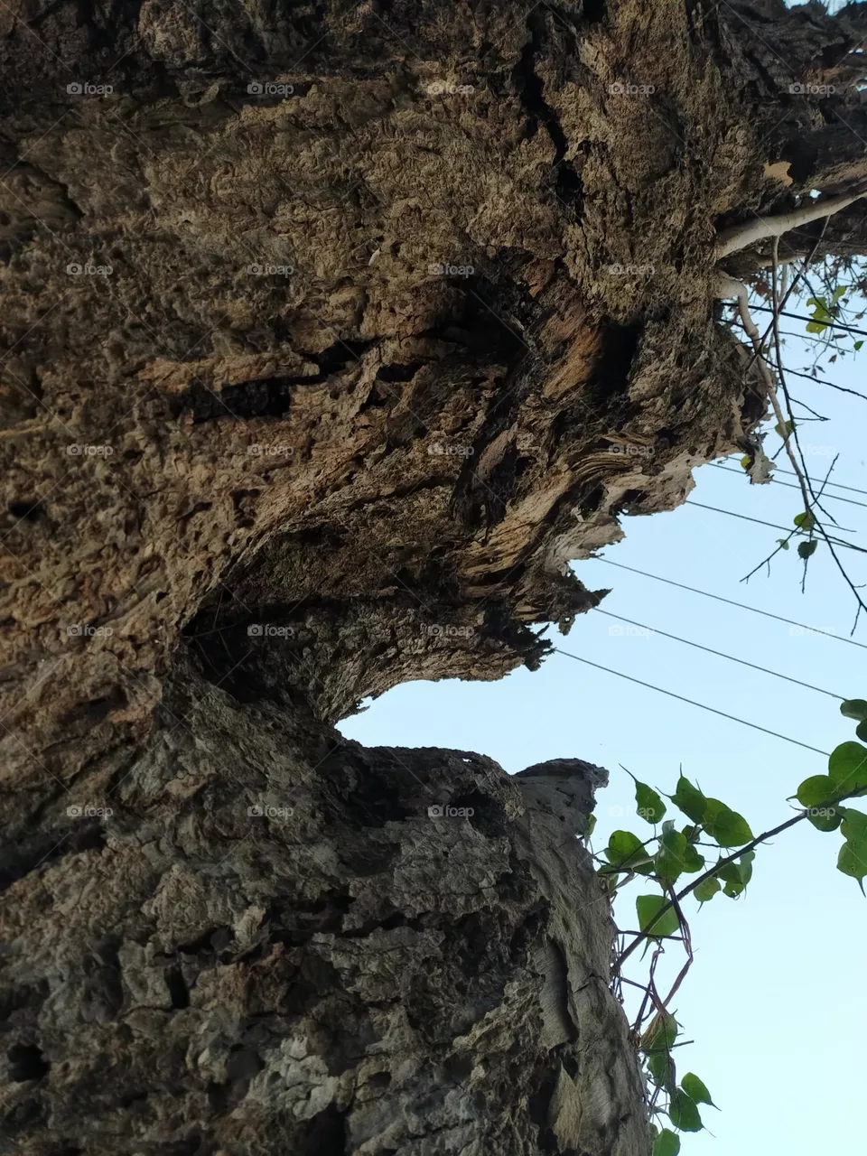 Large tree mid.