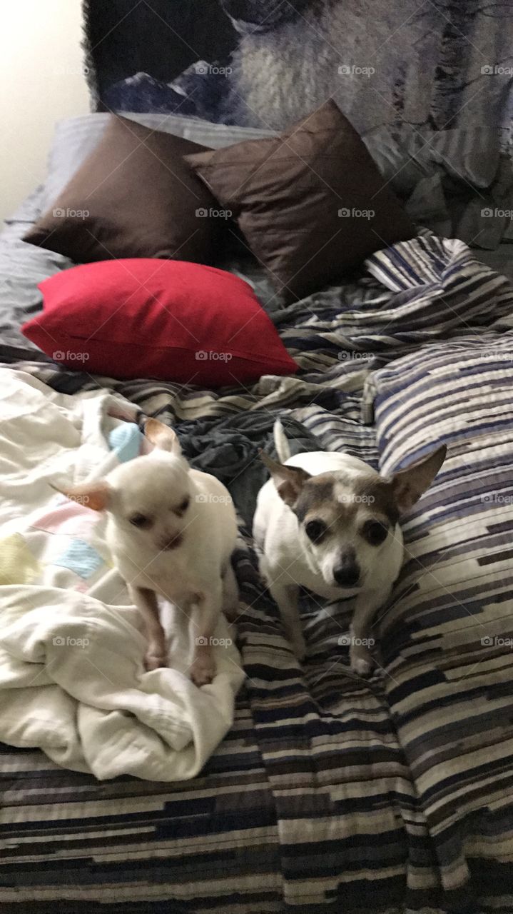 Thor and Lemba sitting on the bed.