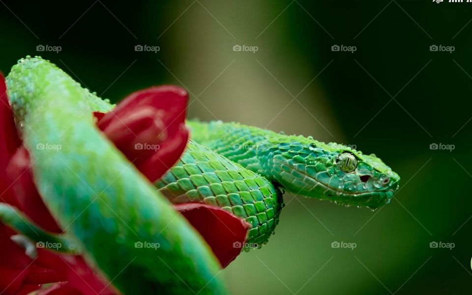 Snake 🐍 in Costa Rica