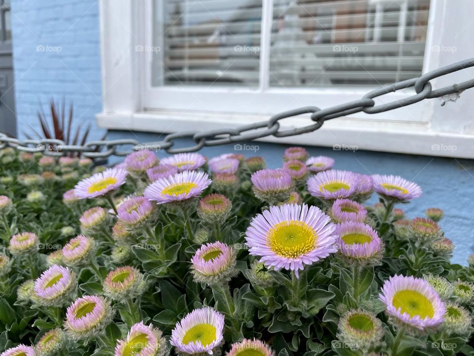 Flowers growing in a window box of a house in Suffolk 